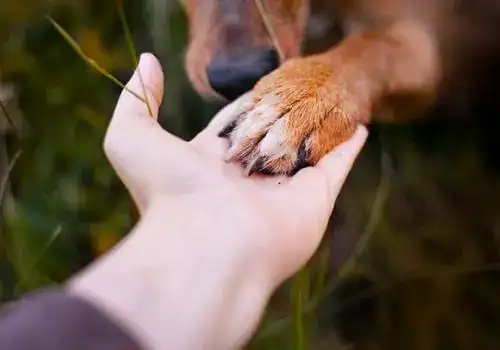 A close-up of a human hand gently holding a dog’s paw outdoors, symbolizing trust and companionship in TX. The blurred background with green grass adds warmth, reflecting the special bond cherished by many in pet cremation Harris County services.