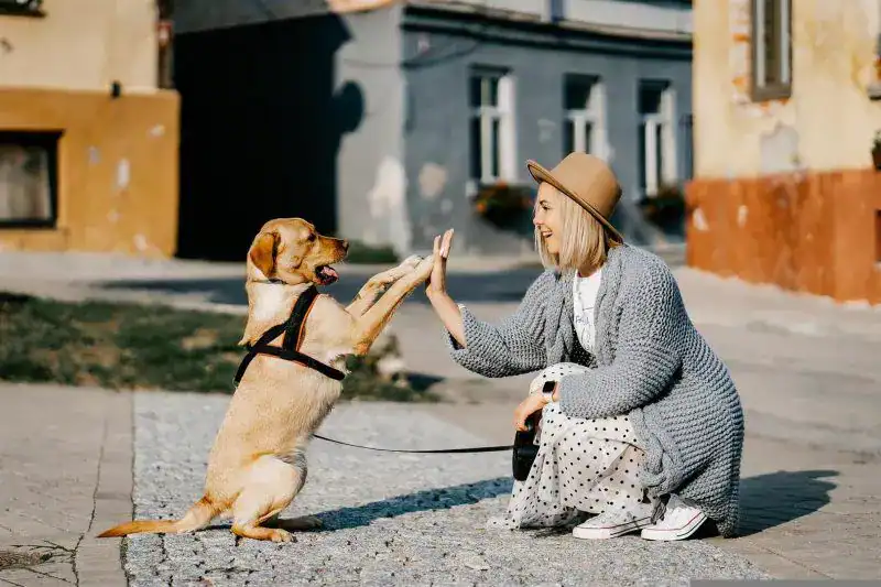 A woman kneels outdoors in TX, smiling and giving a high-five to a yellow Labrador in a harness. The dog sits on a leash, and buildings are visible in the background, capturing a joyful moment before visiting pet cremation Harris County services.