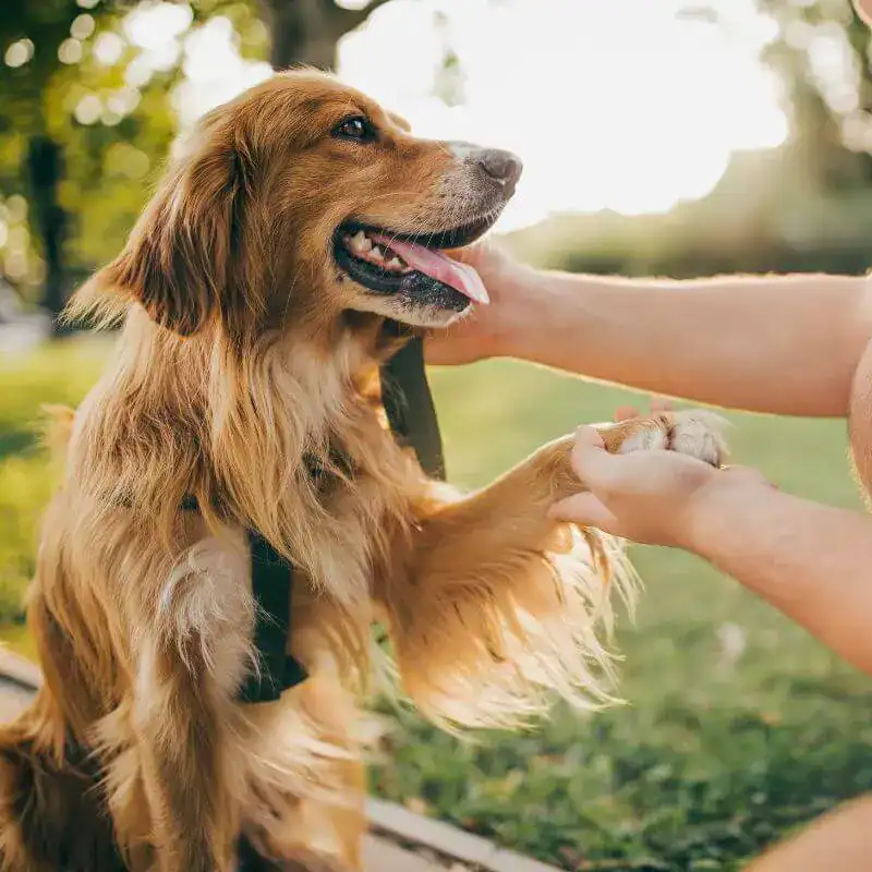 A golden retriever sits outdoors on grass, lifting its paw to shake hands with a person, who holds the dog's paw gently. The dog looks happy with its mouth open and tongue out—a loving moment treasured by pet owners in Harris County, TX.