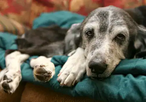 An old dog with a gray muzzle and fur lies on a blue blanket, resting its head and looking toward the camera with a relaxed expression—a peaceful moment in TX, where pet cremation in Harris County supports cherished memories.