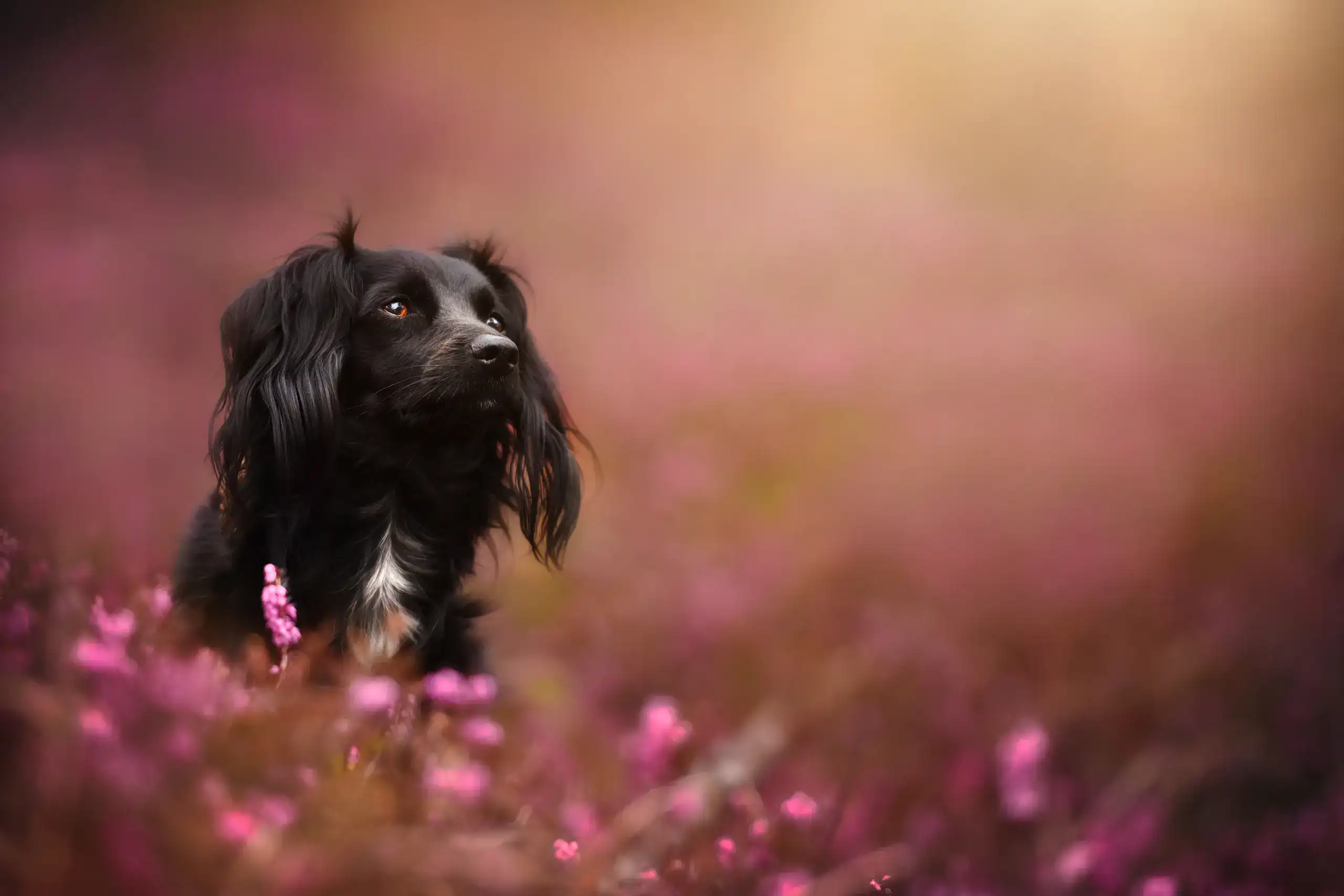 A black dog with floppy ears sits in a field of pink and purple flowers, gazing attentively to the side. The softly blurred background and warm light evoke a peaceful atmosphere—perfect for honoring memories with pet cremation in Harris County, TX.
