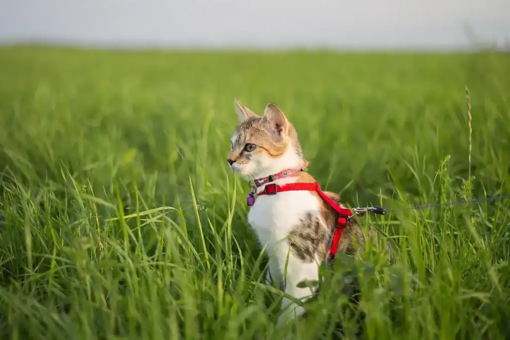 A white and tabby cat wearing a red harness and leash sits in tall green grass, looking to the left, with a blurred grassy field in the background—capturing a peaceful moment cherished by pet cremation Harris County, TX families.