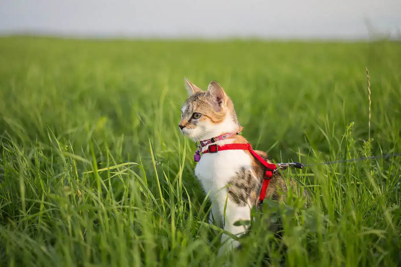 A white and tabby cat wearing a red harness and leash sits in tall green grass, looking to the left, with a blurred grassy field in the background—capturing a peaceful moment cherished by pet cremation Harris County, TX families.