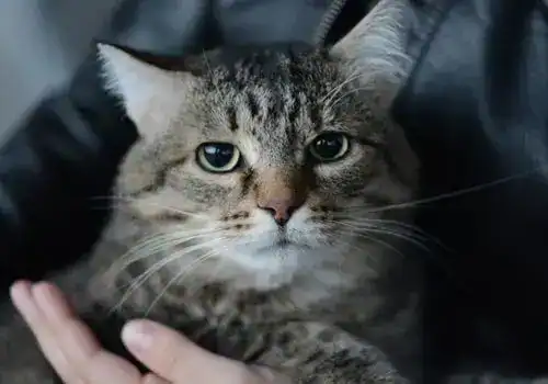 A close-up of a tabby cat with green eyes being gently held by a person's hand, with part of the person’s dark jacket visible in the background.