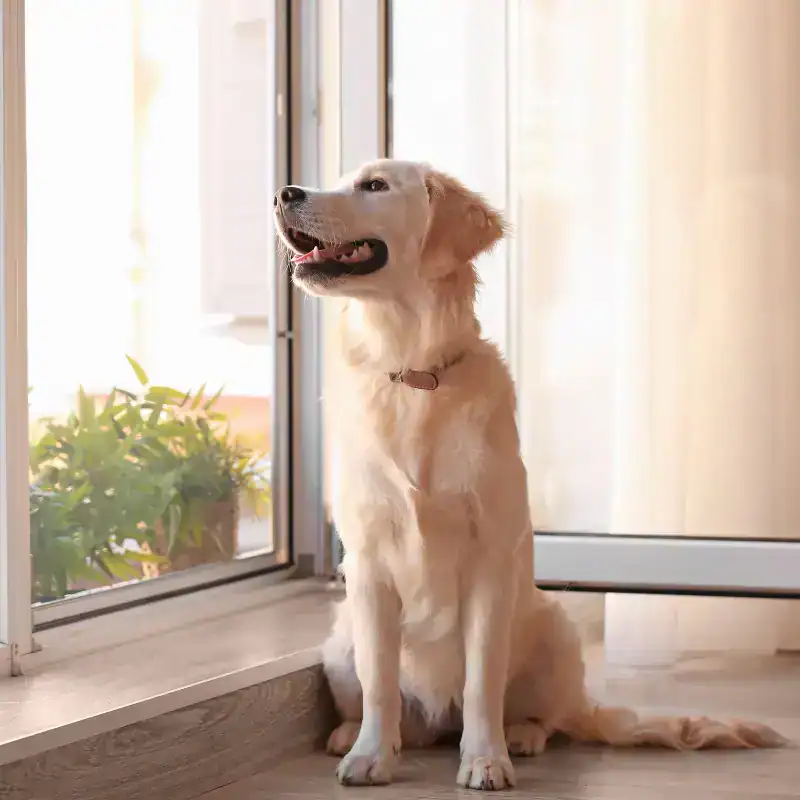 A golden retriever sits indoors by a glass door, looking outside with its mouth slightly open. Sunlight streams in, and a green potted plant is visible near the door.