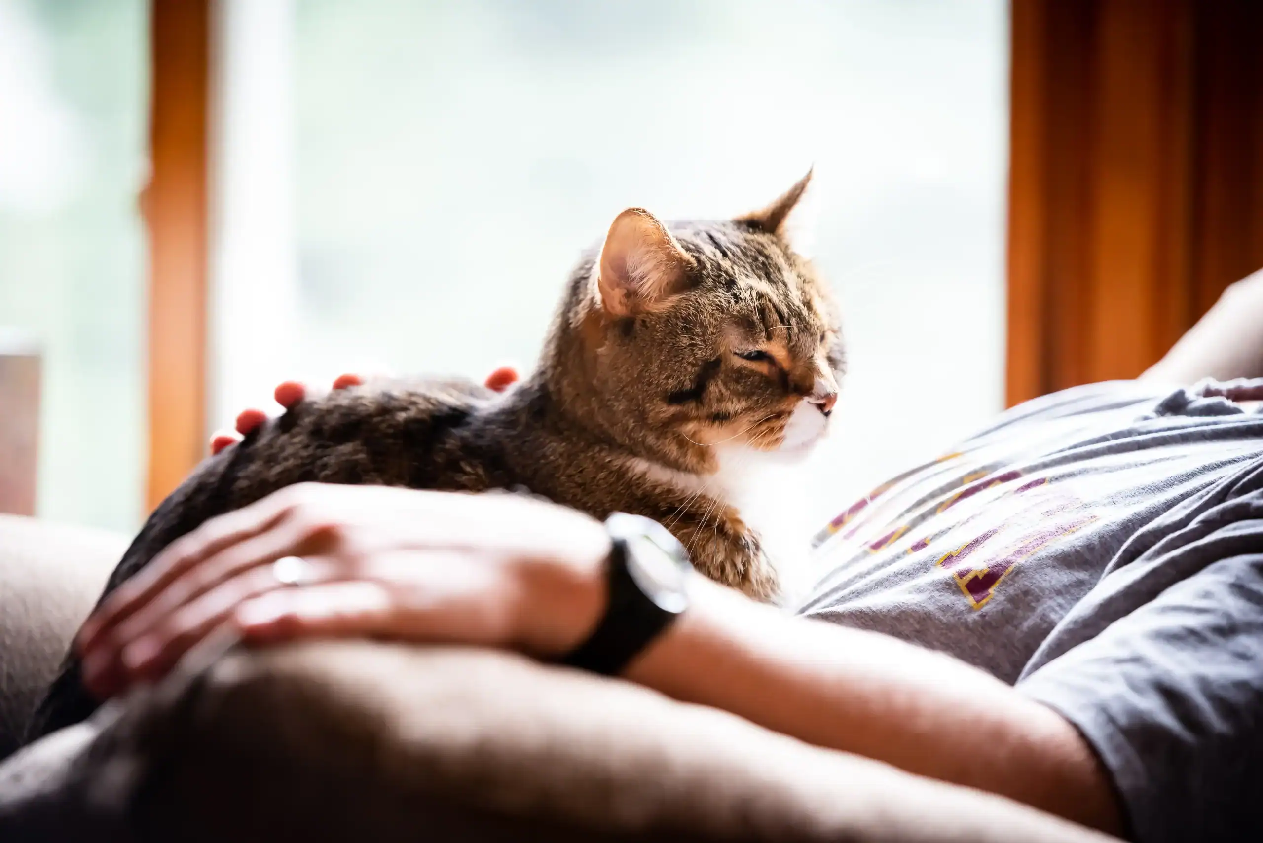 A tabby cat sits contentedly on a person's chest as they recline on a couch. The person, wearing a watch and casual clothes, gently rests a hand on the cat. Soft daylight shines through a window in the background.
