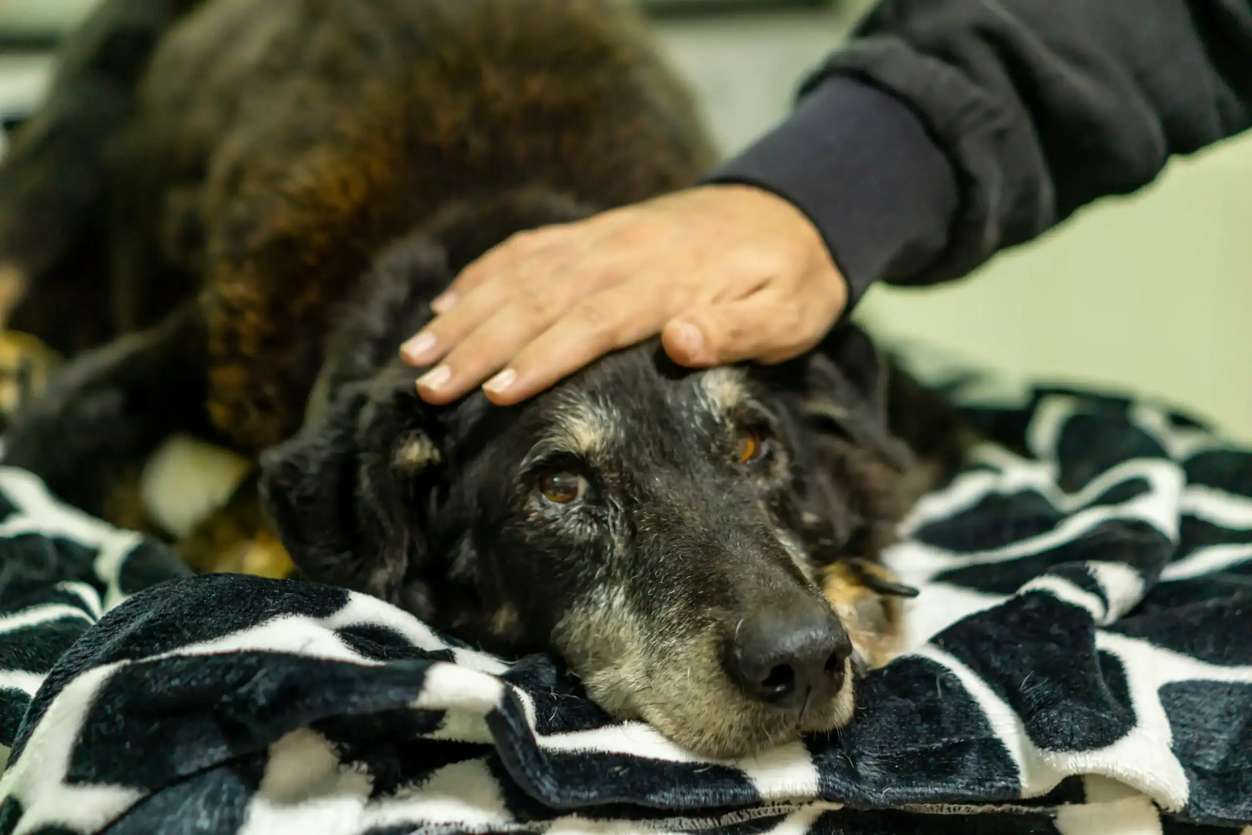 An elderly black dog with gray fur lies on a blanket while a person's hand gently rests on its head, offering comfort and care.