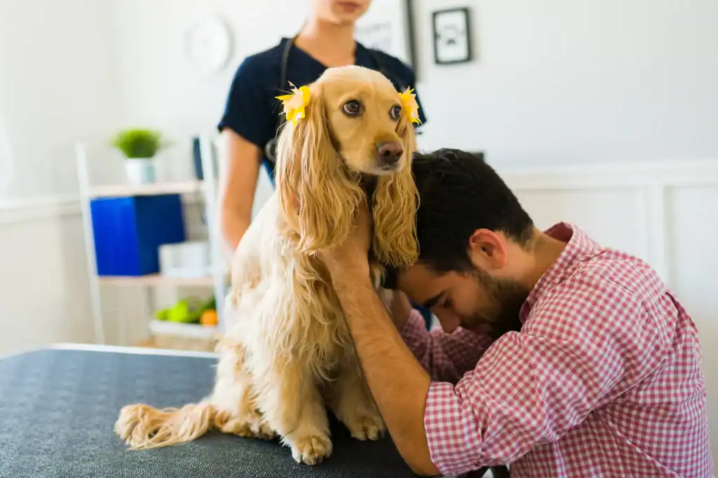 A man in a plaid shirt hugs a golden cocker spaniel with yellow ribbons in its hair while a veterinarian stands nearby in a clinic. The dog sits on an examination table, looking calm but slightly concerned.