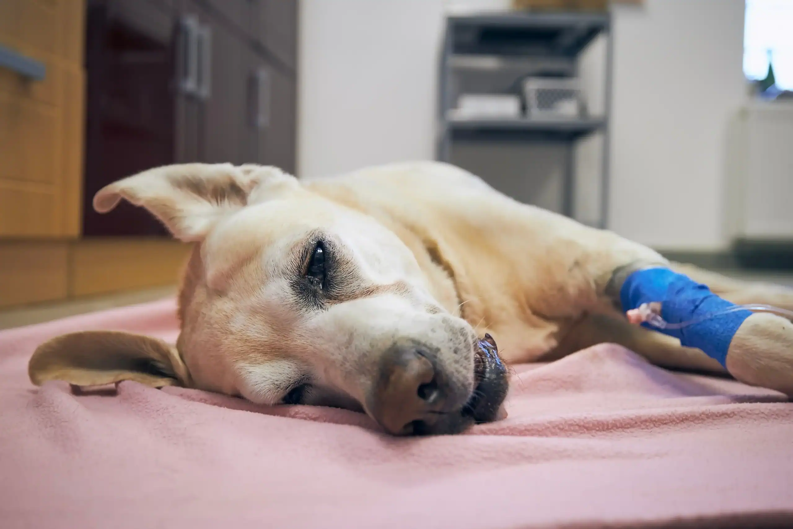 A tired yellow labrador retriever lies on a pink blanket, looking unwell, with a blue bandage on its front leg. The background shows a veterinary clinic setting with cabinets and equipment.