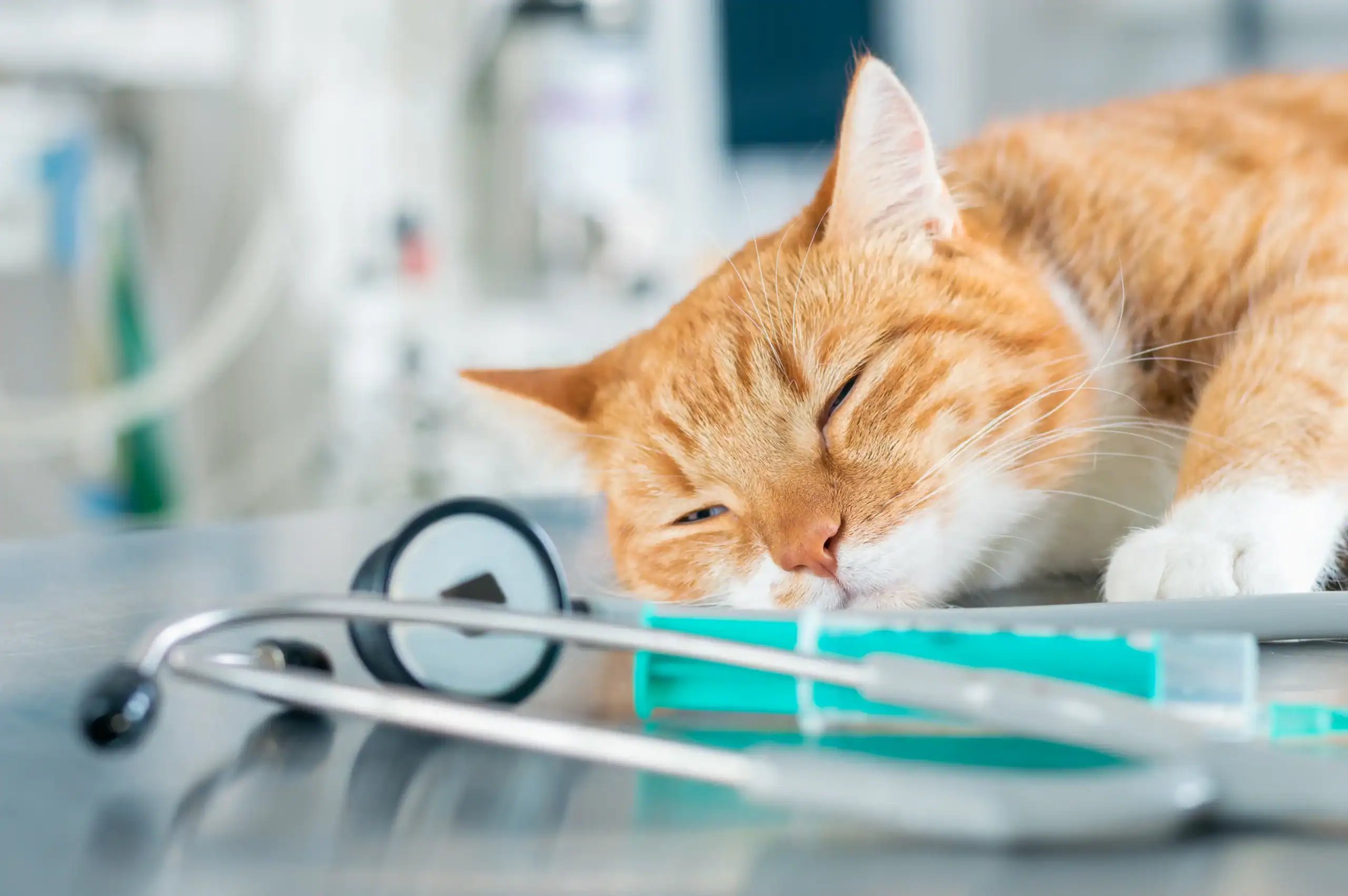An orange and white cat is lying on a metal table with its eyes closed, next to a stethoscope and medical supplies, suggesting a veterinary or medical setting.
