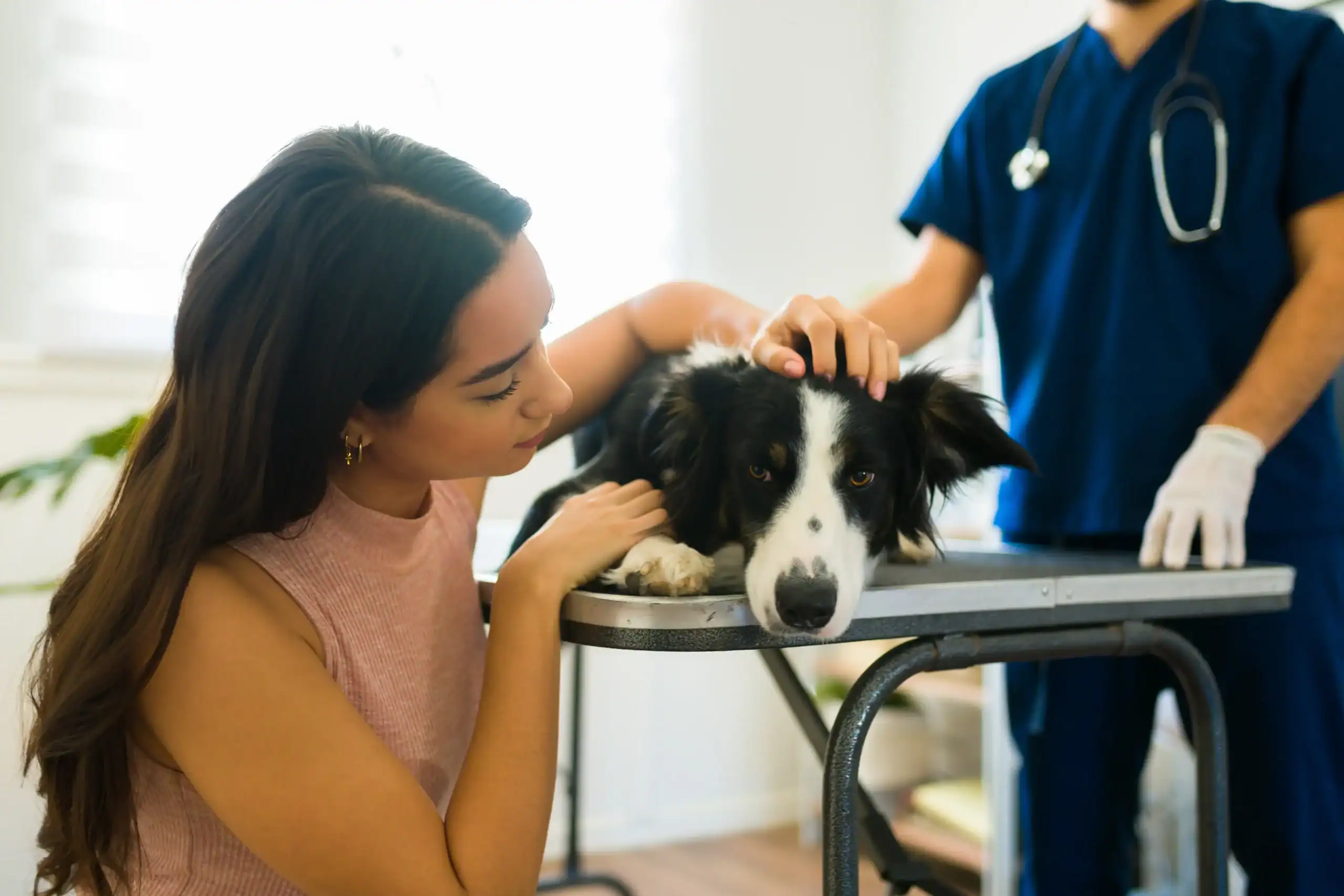 A woman comforts a black and white dog lying on an examination table while a veterinarian in blue scrubs and gloves stands nearby, ready to assist. The dog appears calm but slightly anxious.