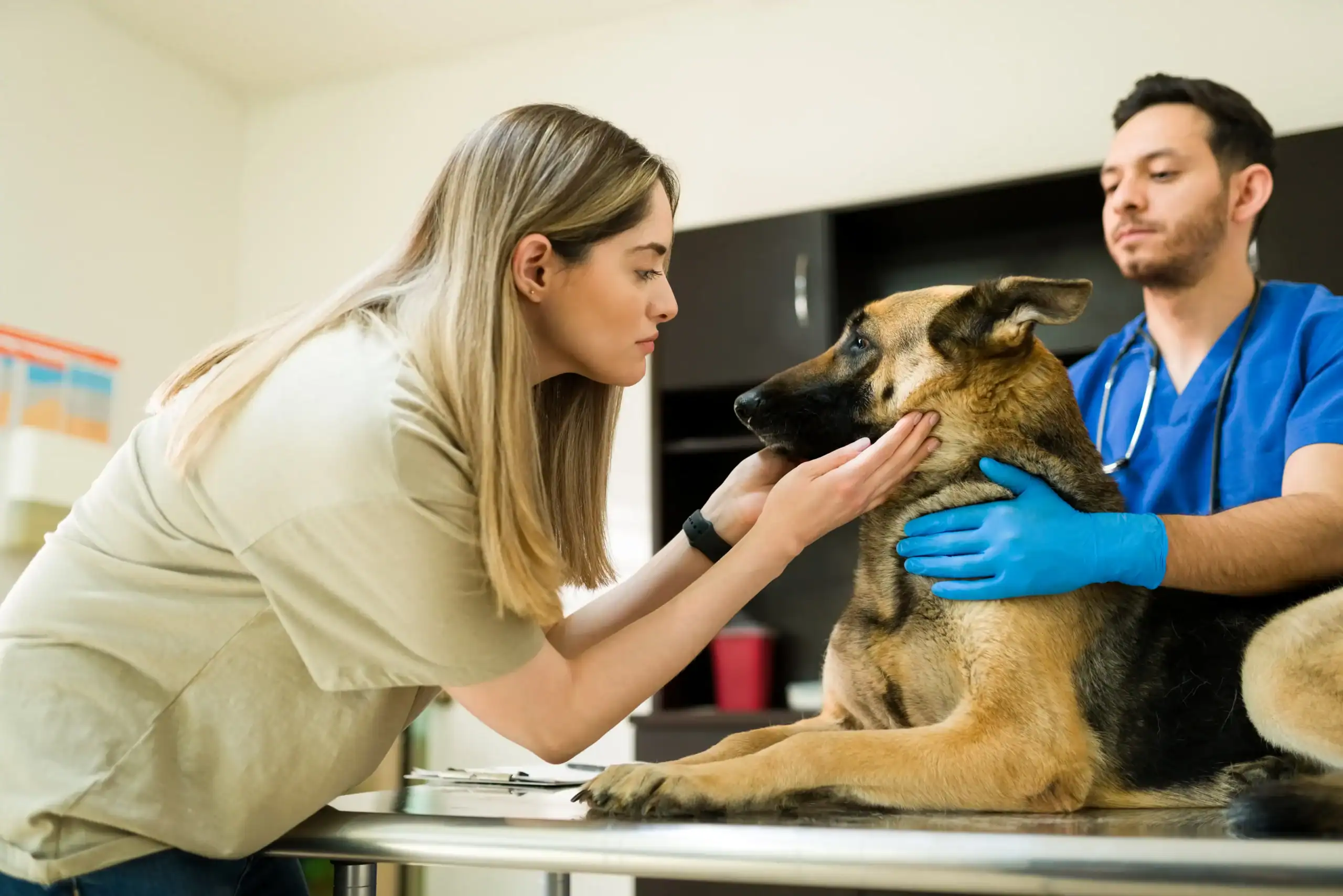 A woman gently holds a German Shepherd’s face while a veterinarian in blue scrubs and gloves examines the dog on an exam table in a veterinary clinic.