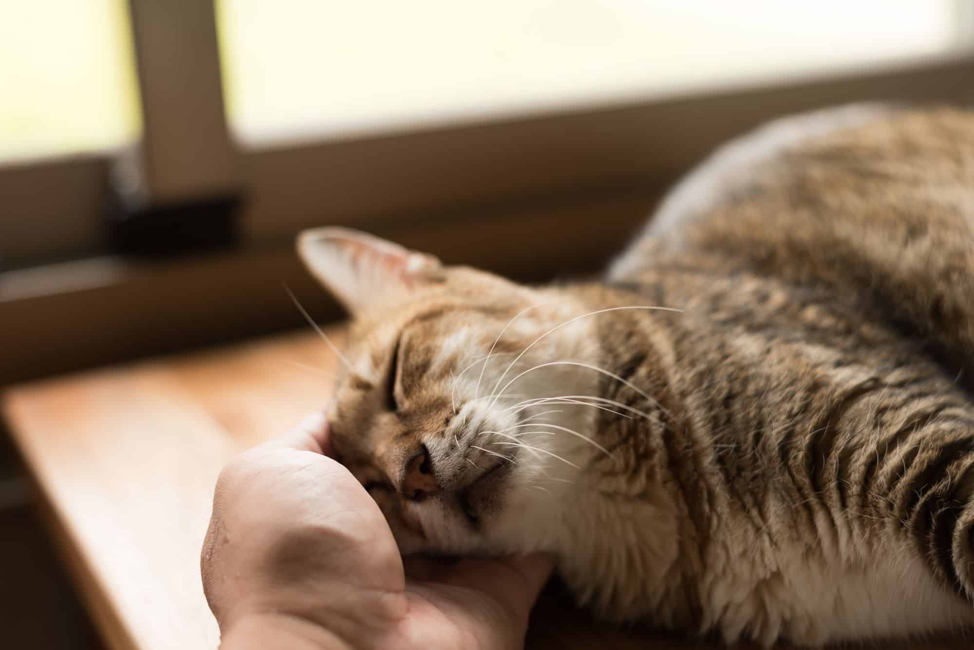 A tabby cat is lying down with its eyes closed, enjoying gentle chin scratches from a person’s hand by a sunlit window—a peaceful moment cherished by pet lovers in Houston, TX, even as they consider options like pet cremation.
