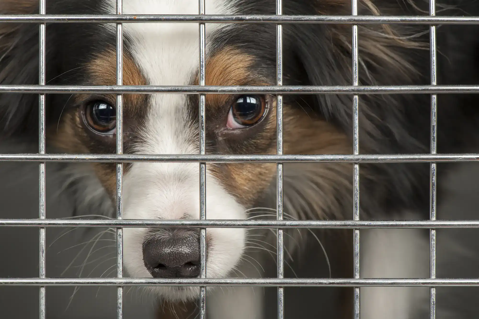 A sad-looking dog peers through the metal bars of a kennel in Houston County, Texas, symbolizing the care and compassion provided by Angel Oaks Pet Crematory