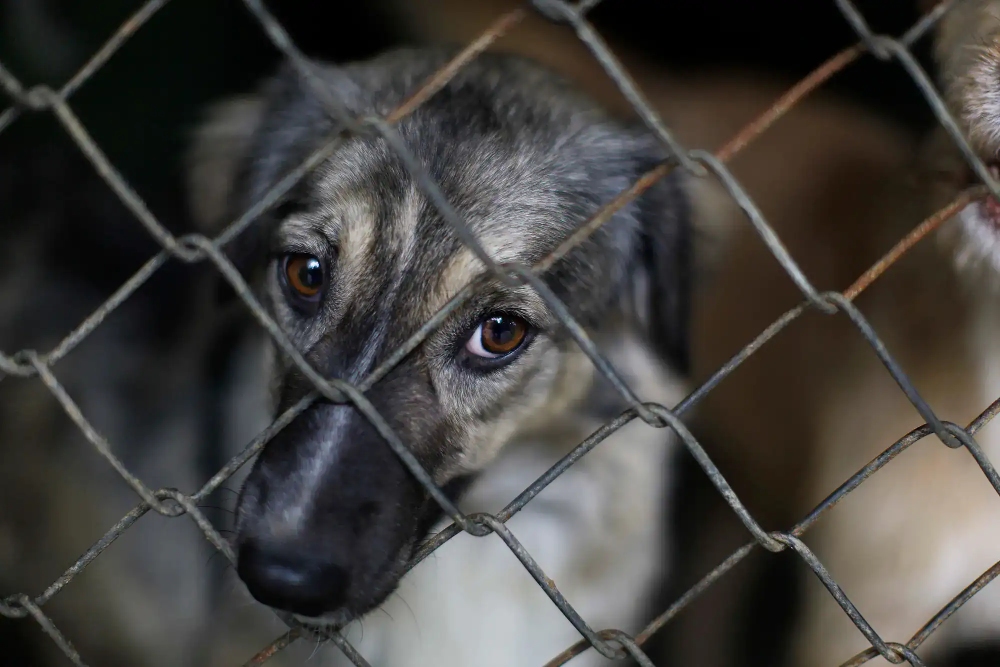A dog peers sadly through a metal cage, eyes filled with longing and loneliness, at Angel Oaks Pet Cemetery in Houston County, Texas