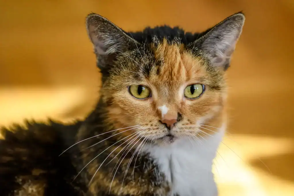 A serene cat portrait resting peacefully, symbolizing calm and love, set against a soft natural background in Houston County, Texas