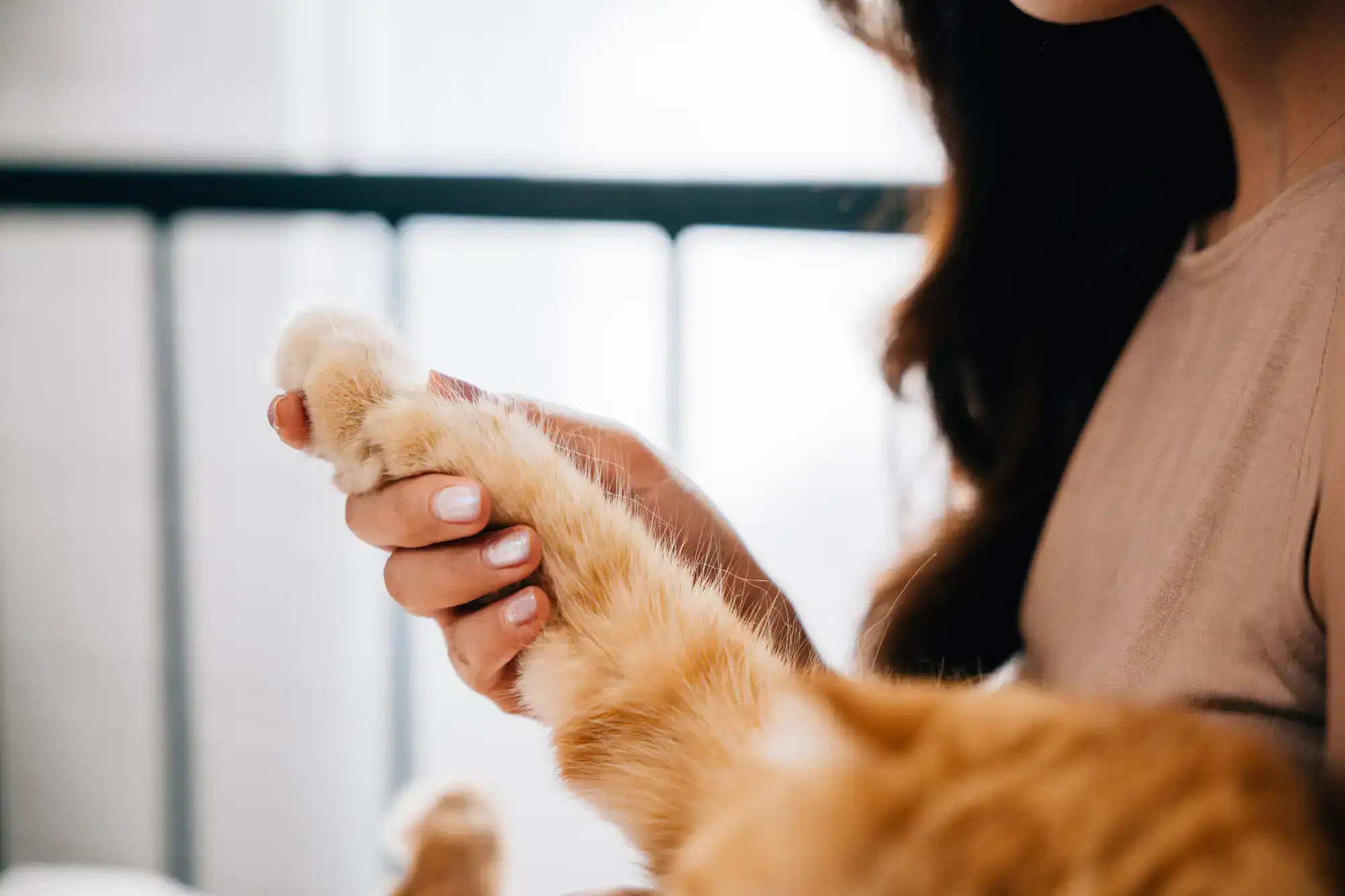 A grieving pet owner gently holds their dog's paw in a serene comfort room at Angel Oaks Pet Crematory, symbolizing compassion and peaceful farewell in Houston County, Texas