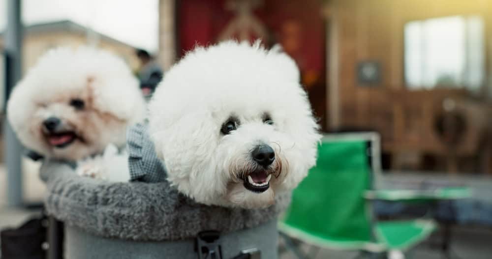 Small poodle inside a portable pet carrier, perfect for travel and everyday transport, highlighting comfort and security, associated with Angel Oaks Pet Crematory services in Harris County, TX