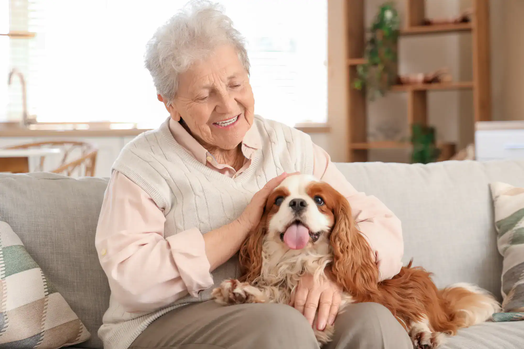 An elderly woman sitting on a sofa, smiling and gently petting a happy Cavalier King Charles Spaniel dog on her lap in a cozy, well-lit living room.