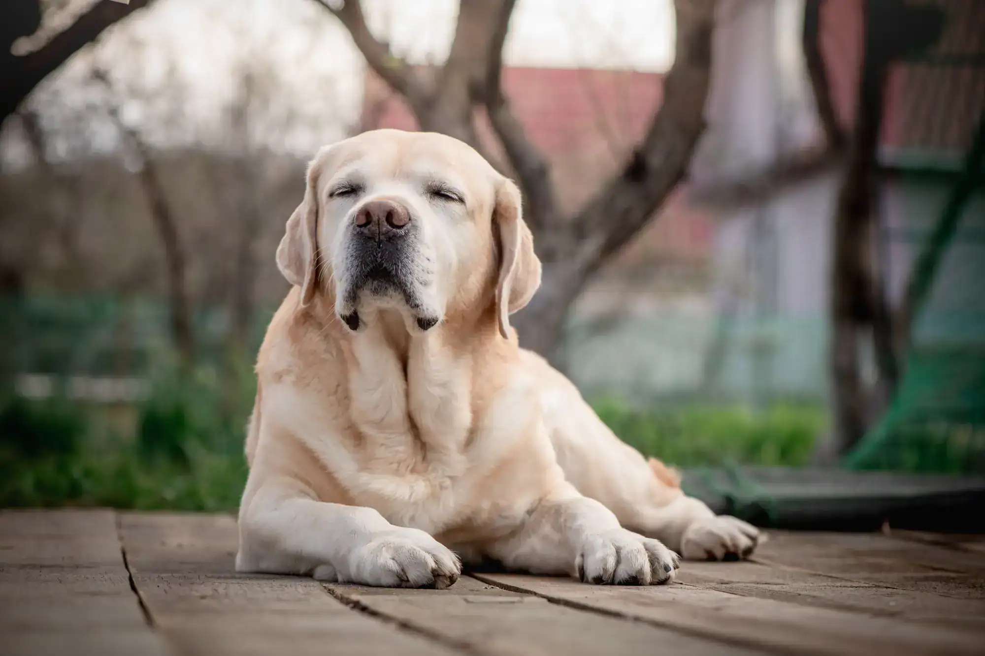A yellow Labrador Retriever is lying on a wooden deck outdoors with its eyes closed, appearing relaxed. Trees and greenery are visible in the blurred background.