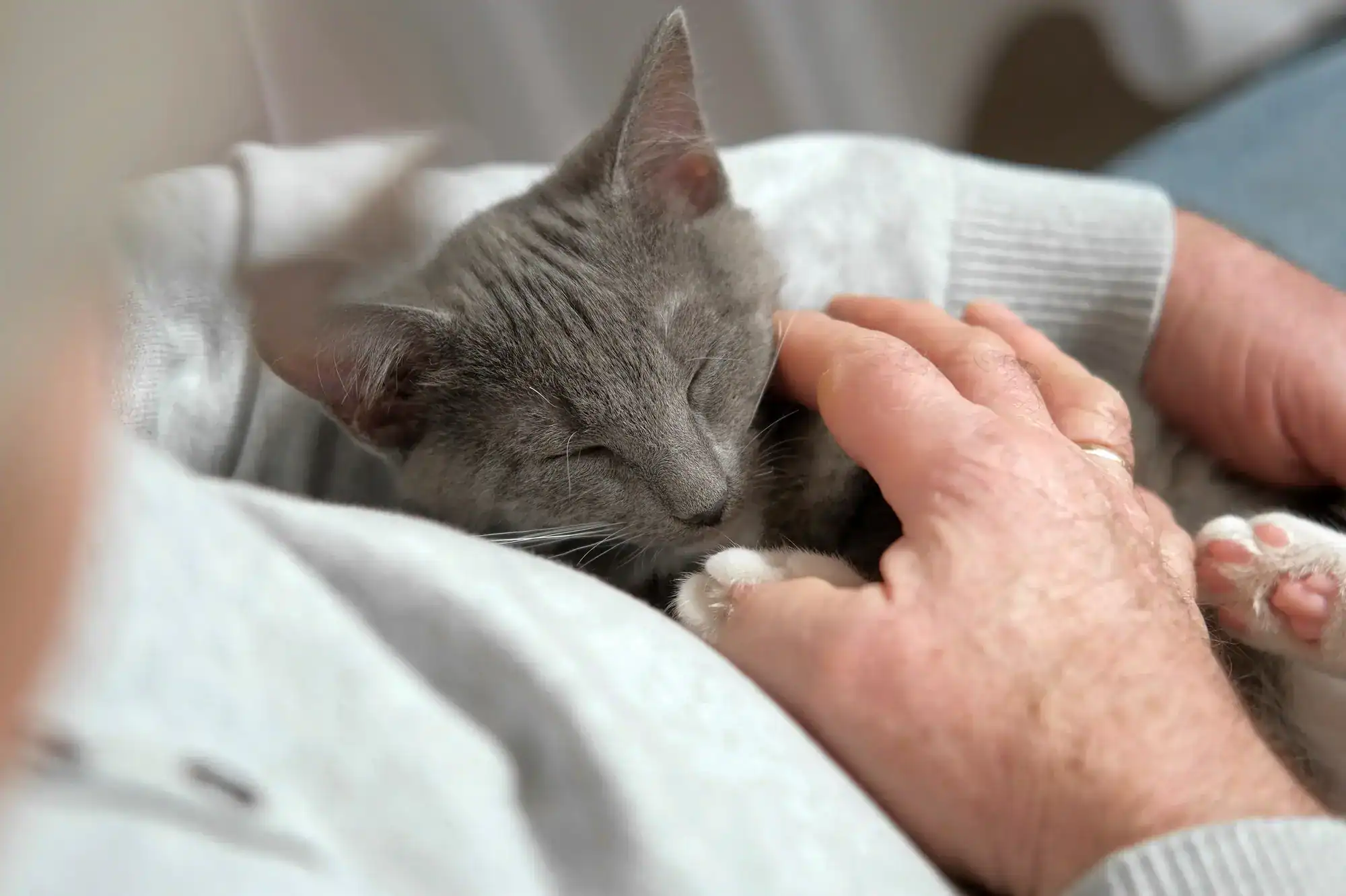 A gray cat with closed eyes is peacefully resting on a person's lap while the person gently pets it with both hands. The cat looks comfortable and content.