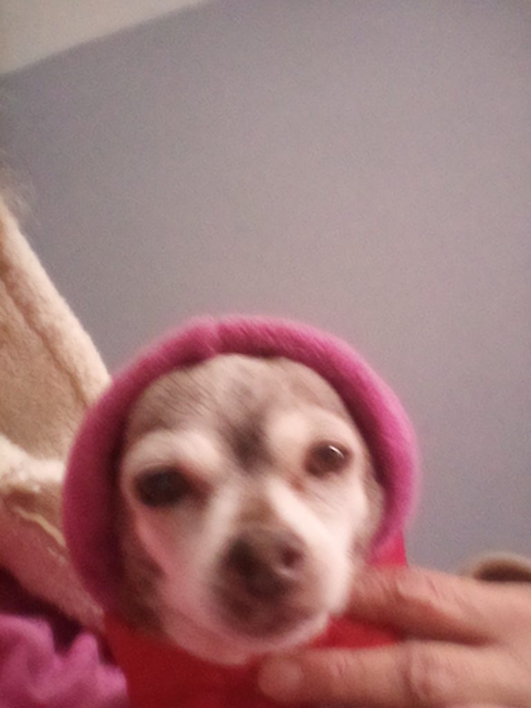 A small dog in a pink hooded jacket is gently held, showing the caring support Pet Euthanasia Harris County offers.