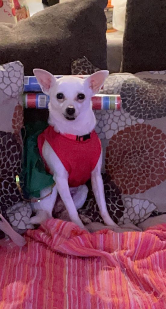 A small white dog in a red vest rests on a couch, appearing peaceful in Harris County.