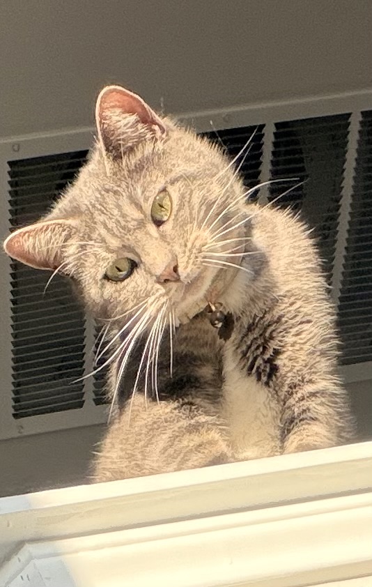 A gray tabby cat with a tilted head looks down in sunlight, symbolizing cherished memories of pet loss.