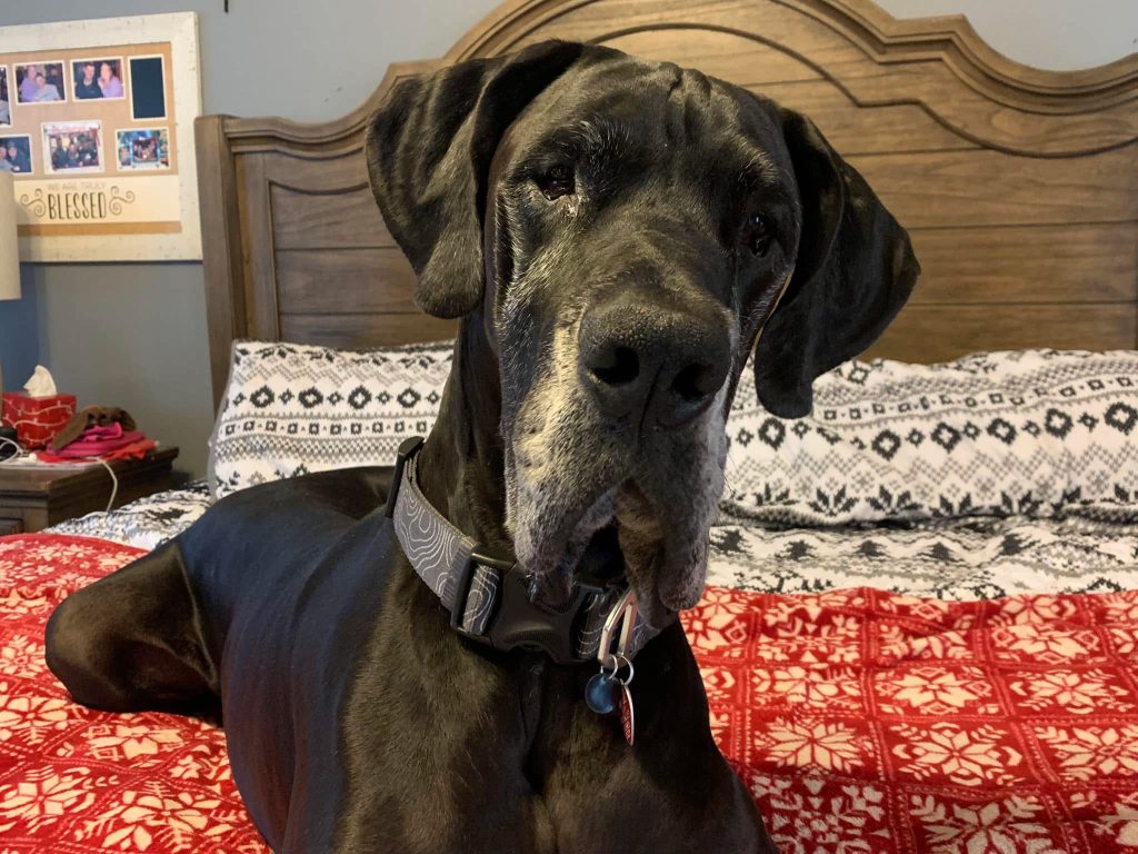 A large black Great Dane rests peacefully on a red and white blanket in Harris County, TX.