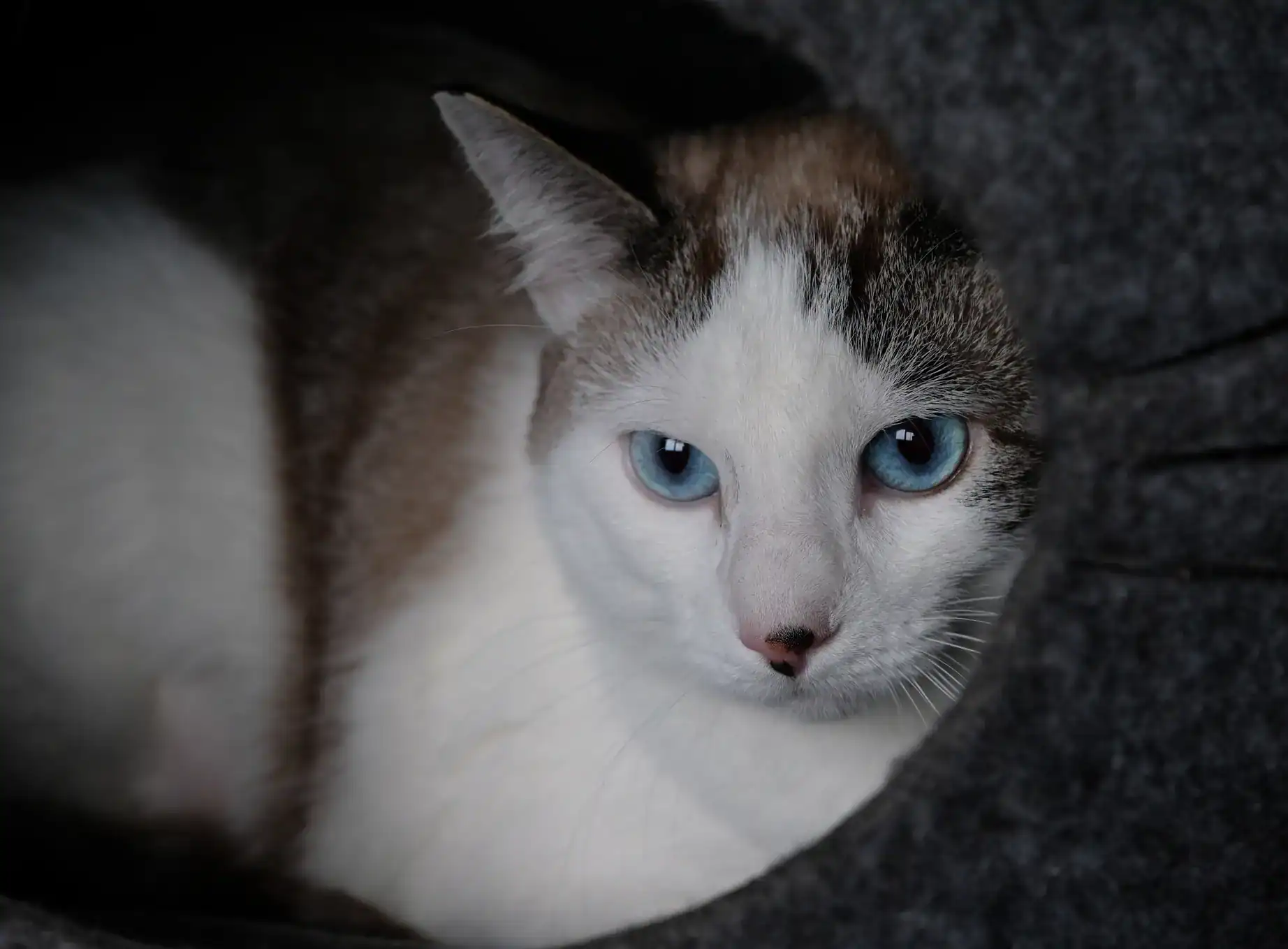 A white and gray cat with blue eyes looks up peacefully in a cozy area&mdash;Pet Euthanasia Harris County.