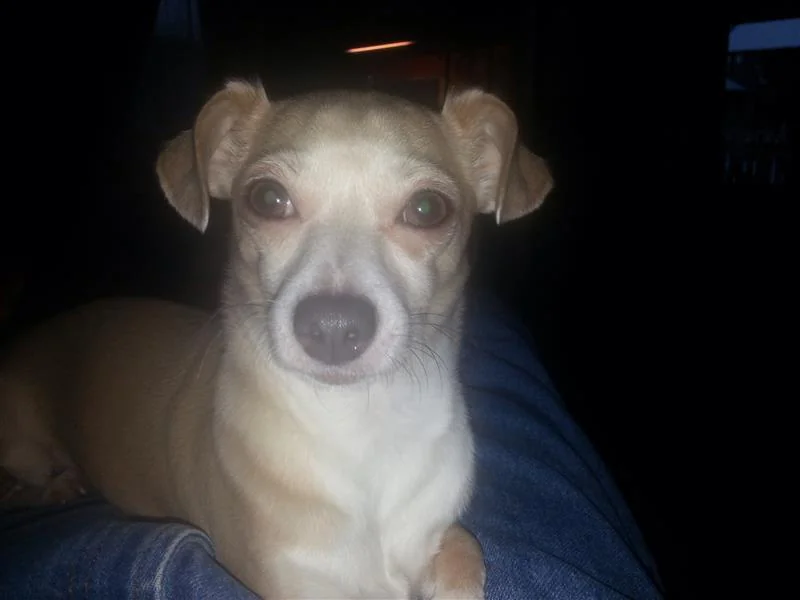 A small tan and white dog sits calmly on a lap, gazing at the camera—Pet Euthanasia Harris County.