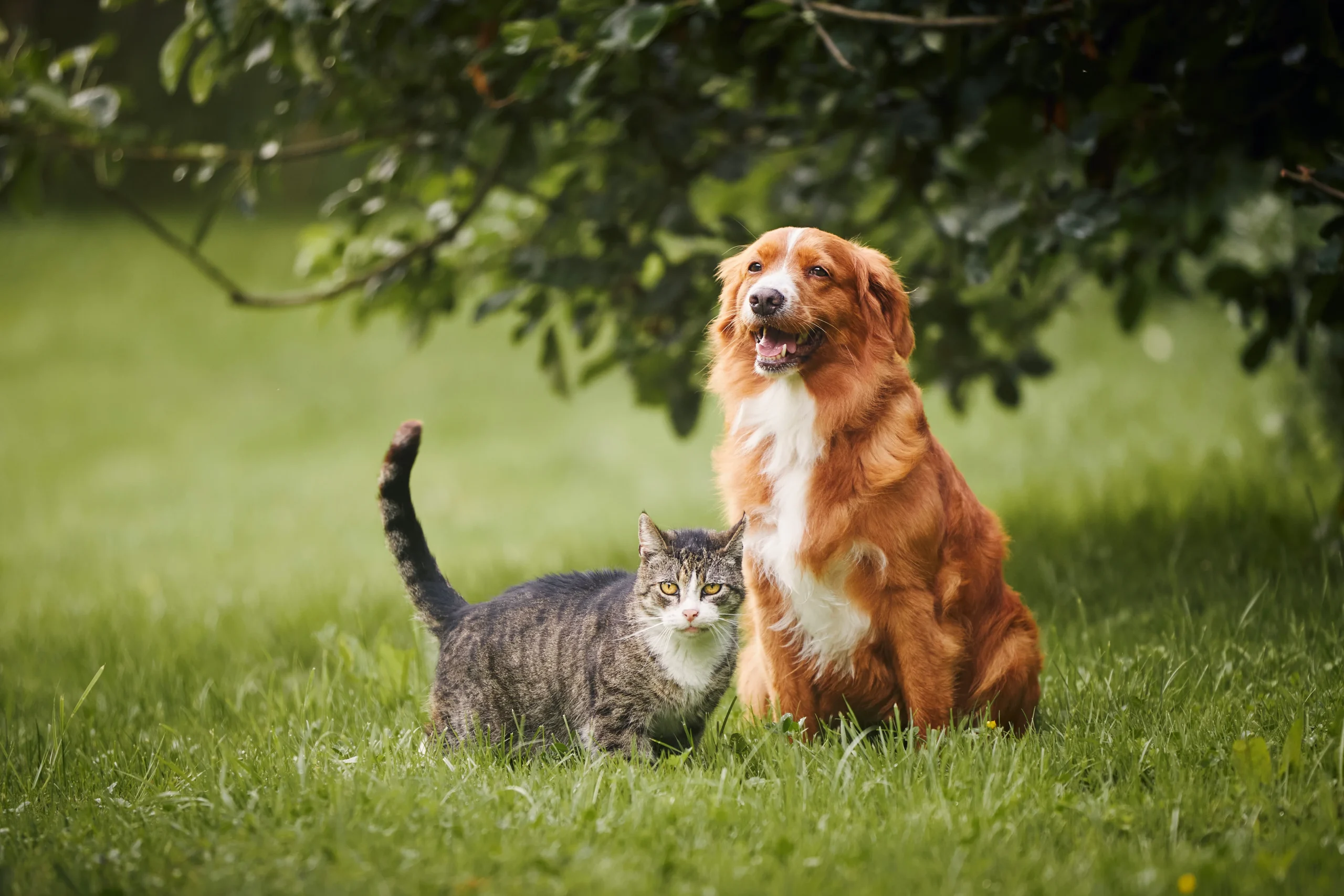 A tabby cat and a brown dog sit peacefully on green grass, symbolizing comfort in pet euthanasia Harris County.