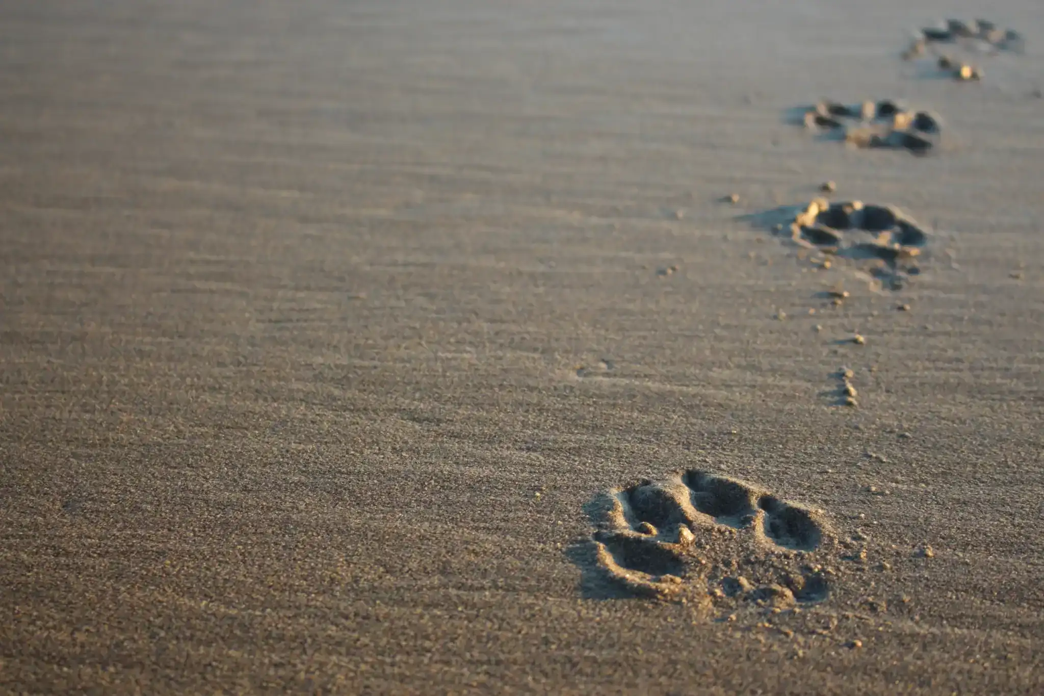Dog paw prints left in smooth, wet sand, softly lit, reflect peaceful moments in Harris County.