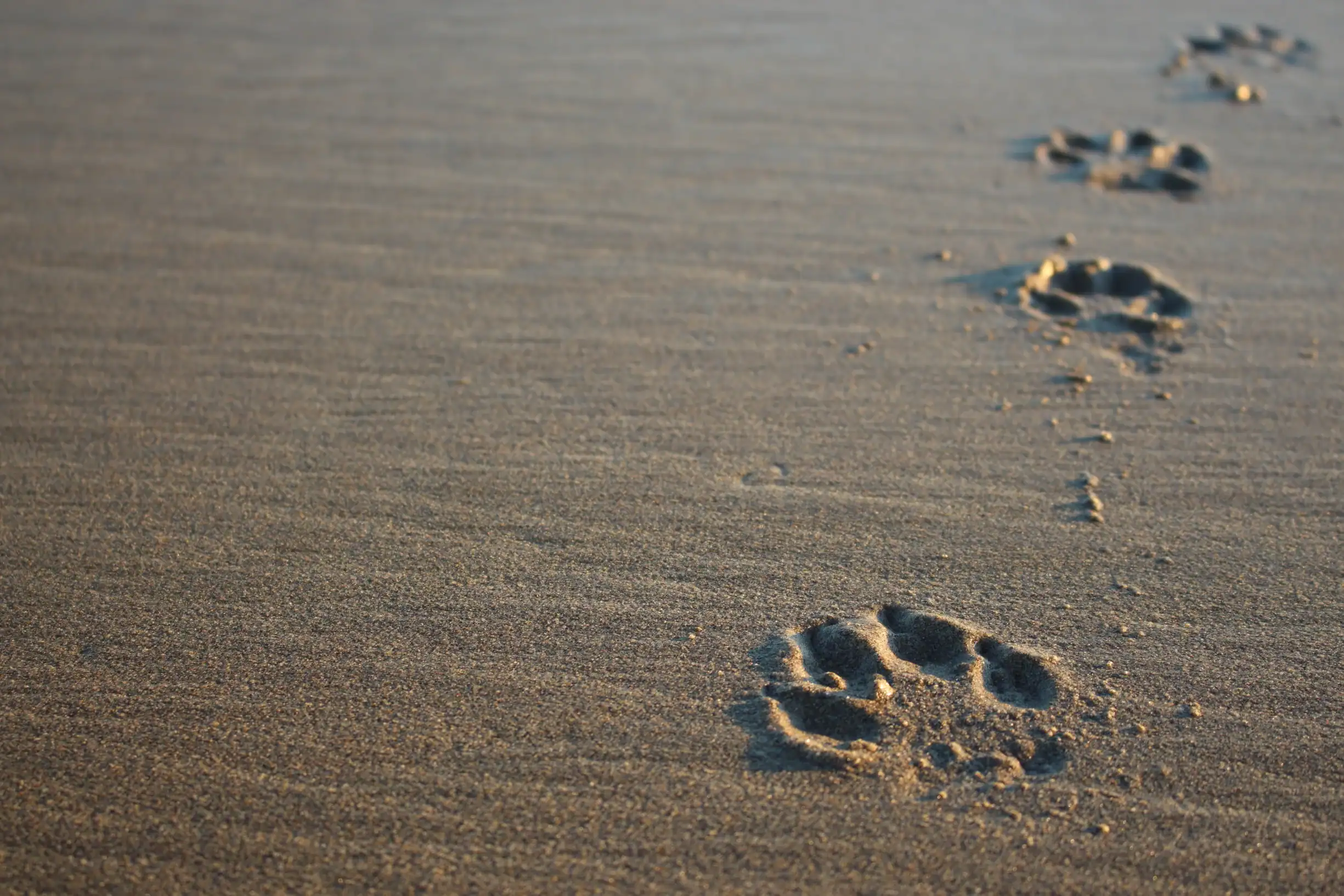 Dog paw prints fade into wet sand on a calm Texas beach, evoking care from Pet Cremation Harris County.