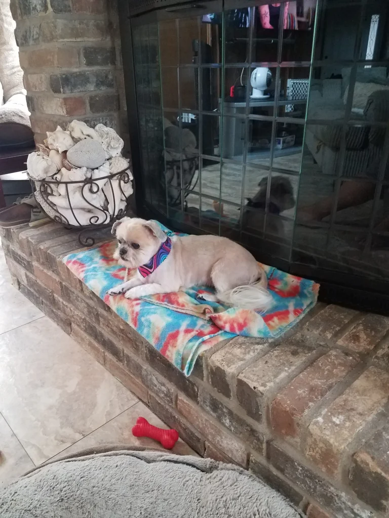 A small dog in a colorful bandana relaxes by the fire, cared for by Pet Cremation Harris County.