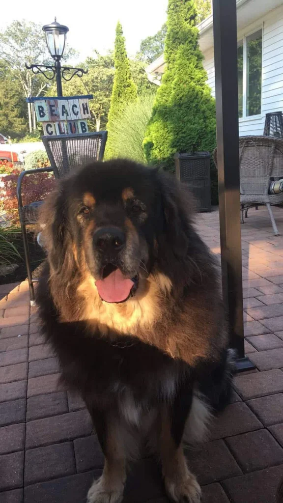 A large, fluffy dog sits on a patio with a Pet Euthanasia Harris County sign and greenery behind it.