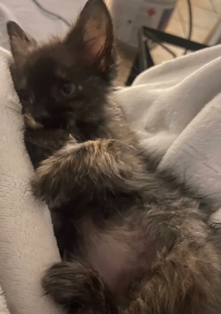 A fluffy black and brown kitten rests on a soft blanket in TX, adorably holding its paw to its face.