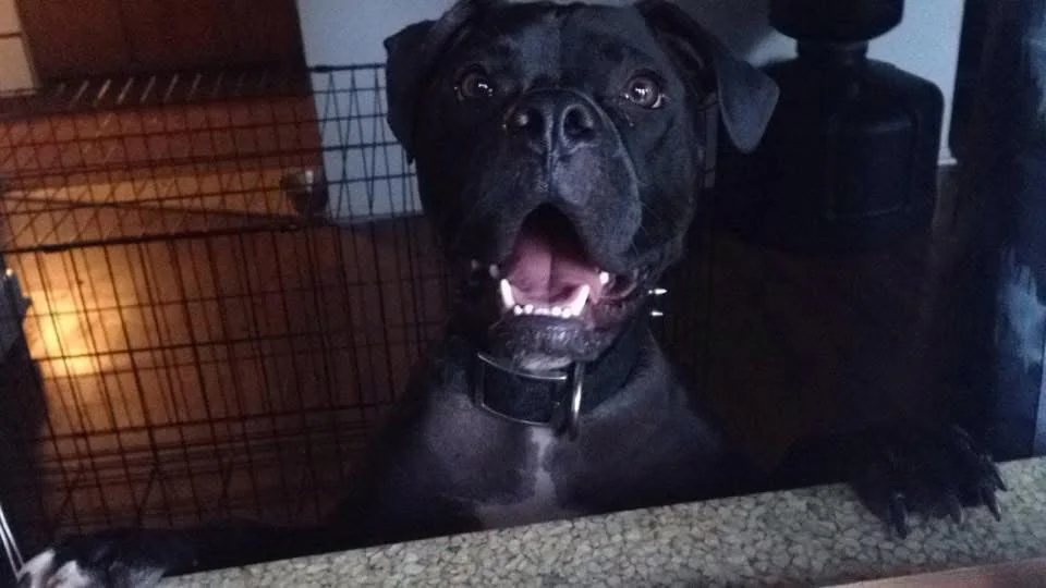 A black dog with a spiked collar stands excitedly at a barrier near Pet Cremation Harris County, TX.
