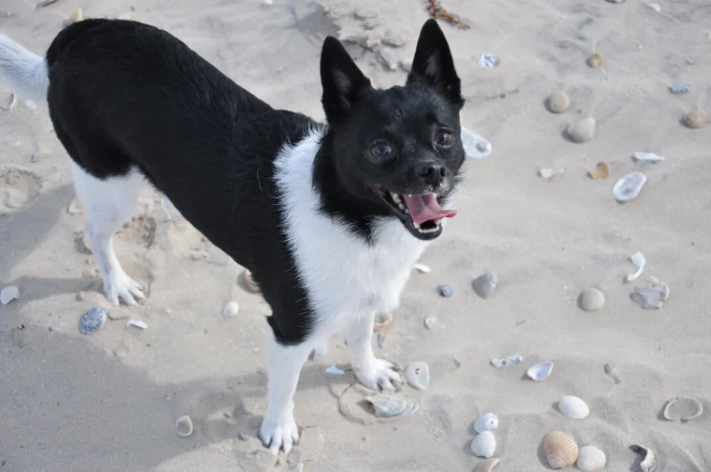 A happy black and white dog enjoys the sandy beach, capturing cherished moments in Harris County.