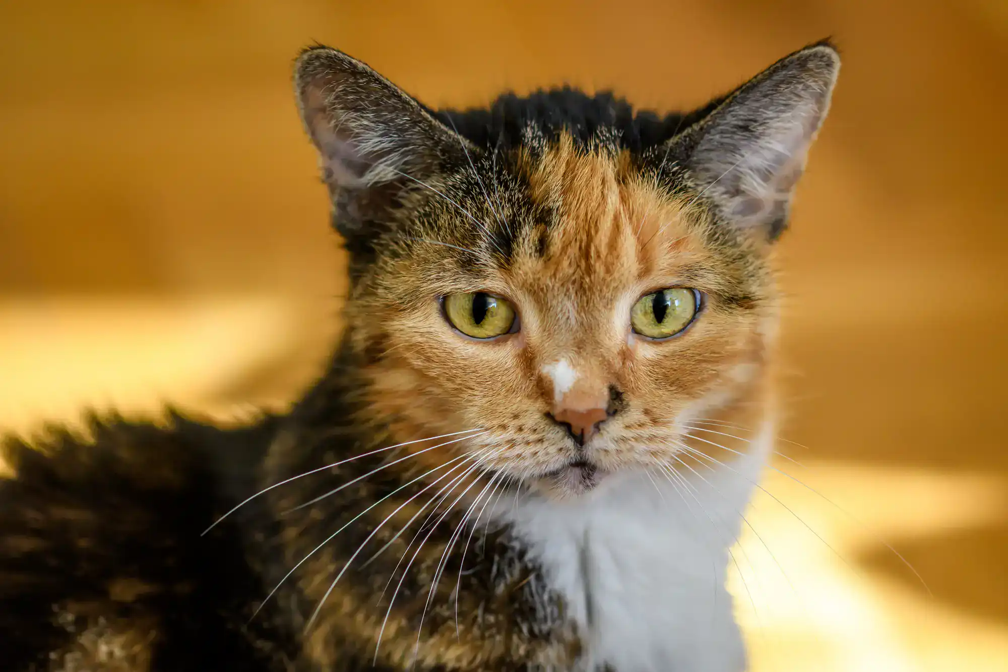 Close-up of a calico cat with striking green eyes, shown in connection with Pet Euthanasia Harris County.
