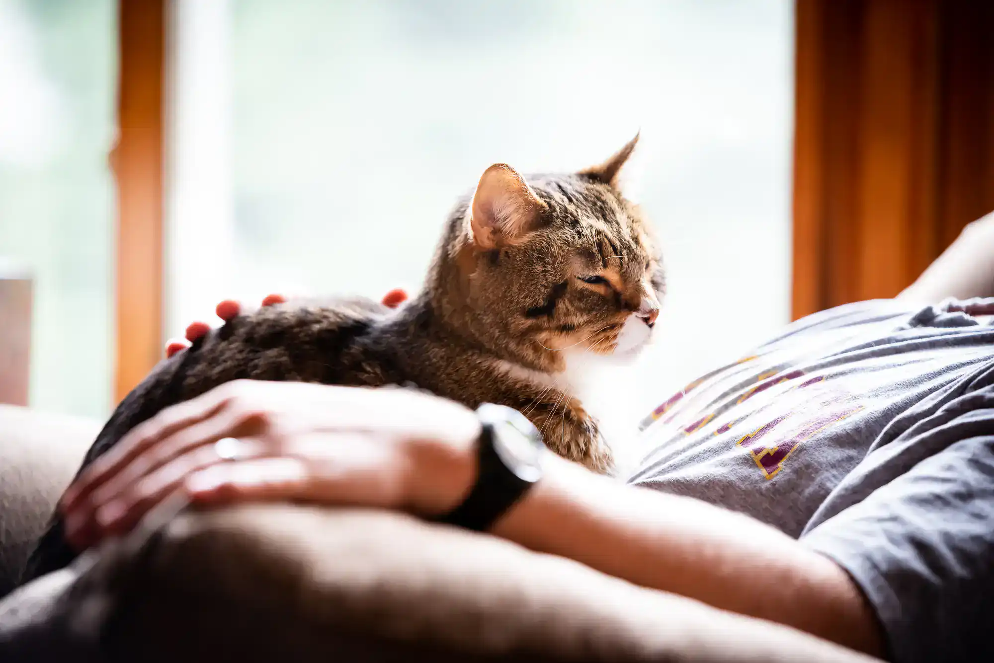 A tabby cat relaxes on a person&rsquo;s chest as they lounge on a couch by a sunlit window in Texas.