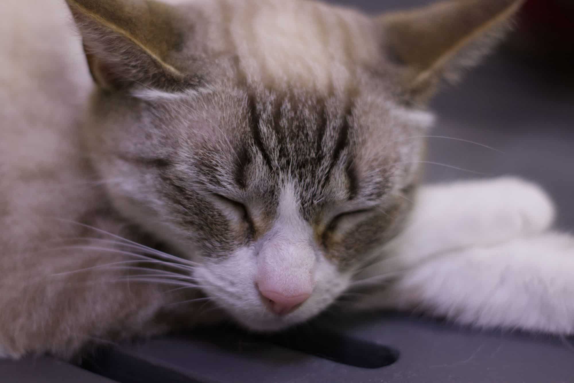 A close-up of a peaceful, light-furred cat sleeping comfortably, representing gentle pet euthanasia care.