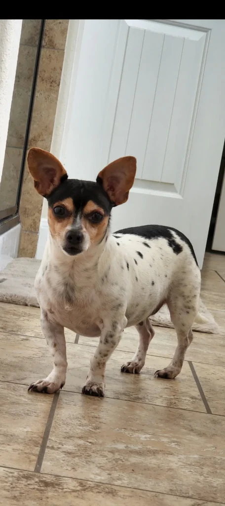 A small black and white dog with large ears stands by a white door, Pet Euthanasia Harris County, TX.