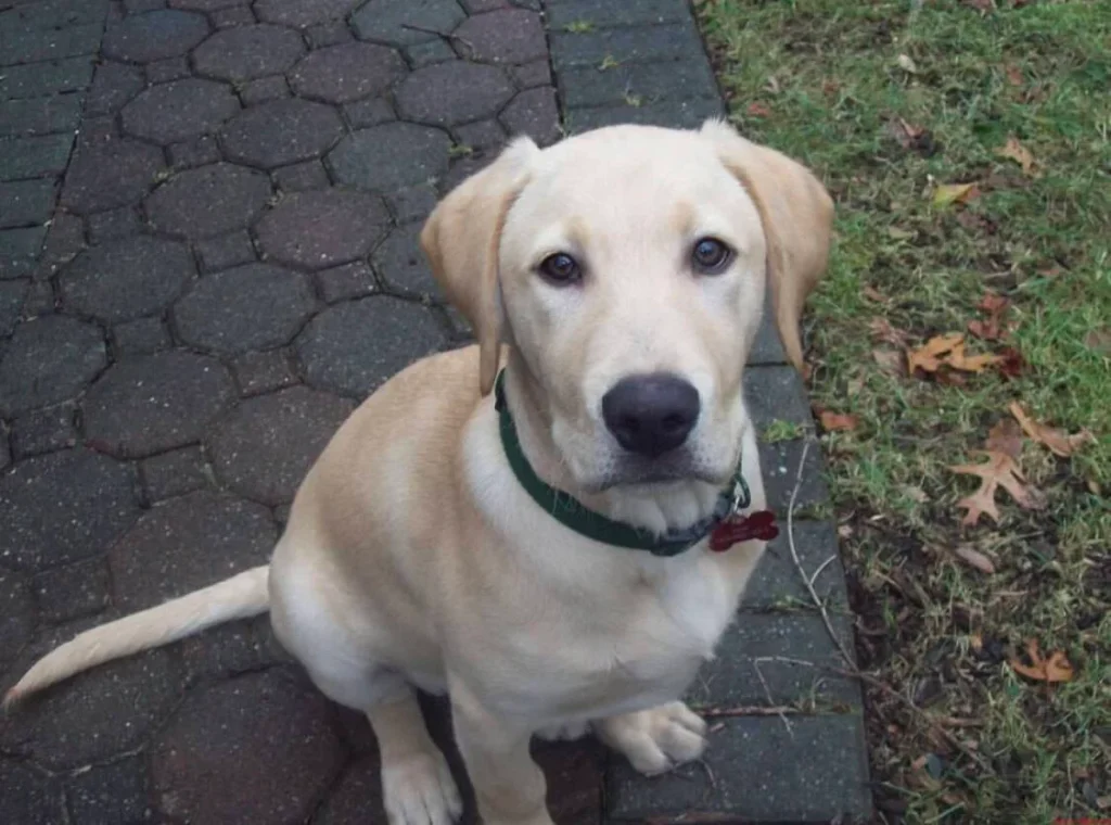 A yellow Labrador puppy with a green collar sits on a walkway, promoting pet euthanasia Harris County.