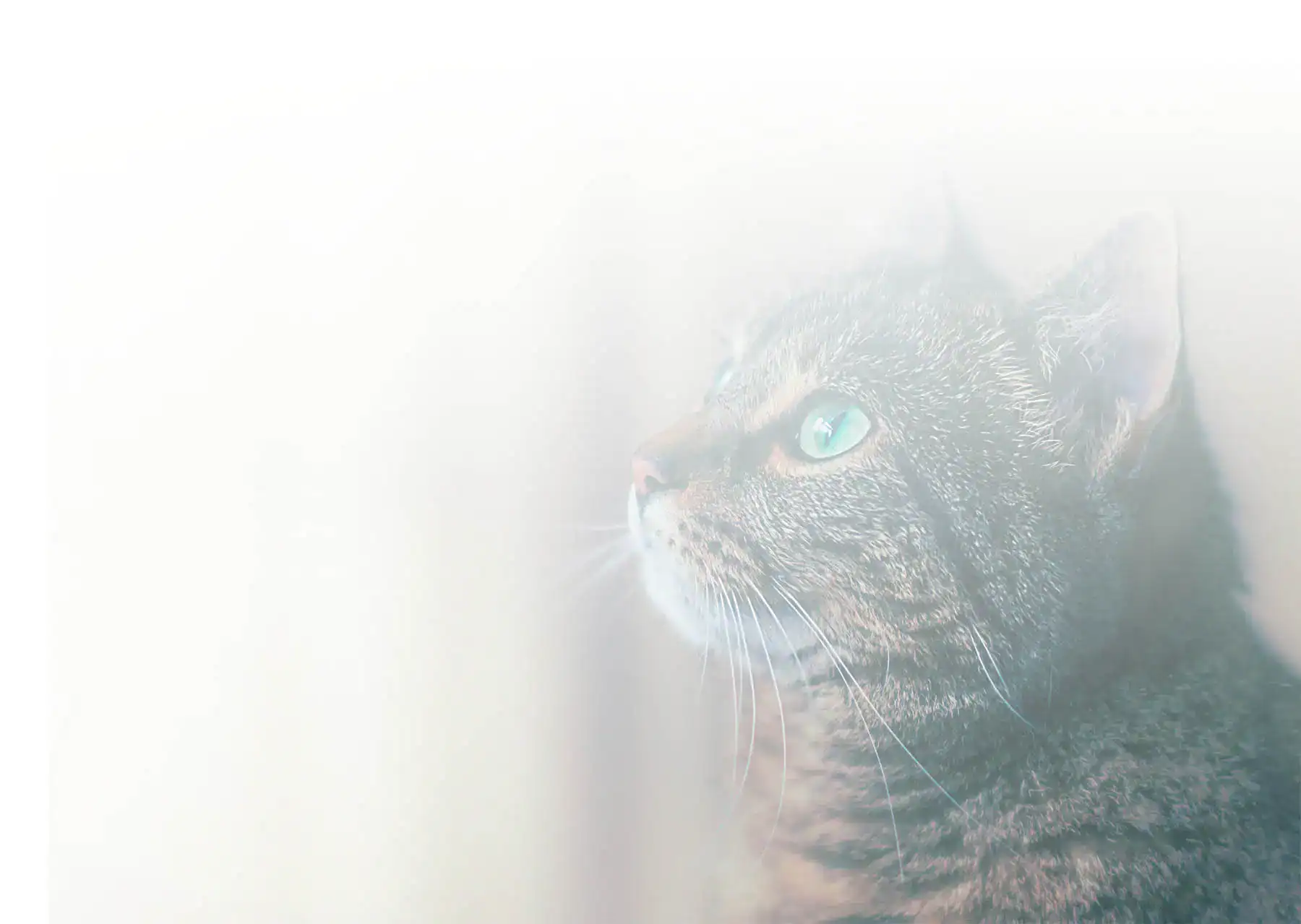 A peaceful tabby cat with green eyes looks up in soft light, symbolizing At-Home Pet Euthanasia services.
