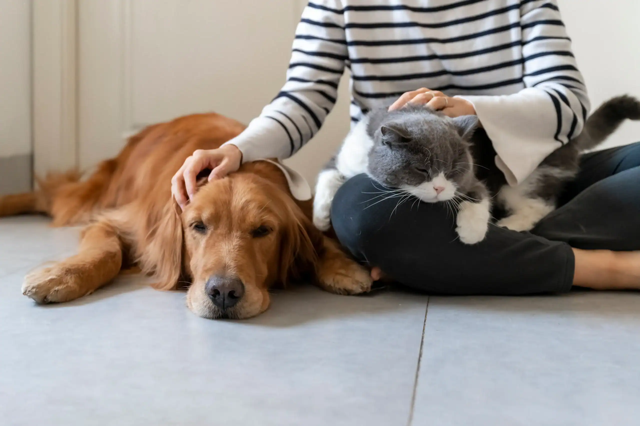 A person sits on the floor with a golden retriever and cat, sharing comforting moments in Harris County.