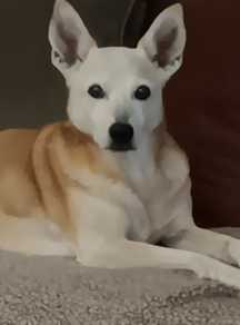 A tan and white dog with upright ears rests on a carpet, ideal for At-Home Pet Euthanasia Harris County.