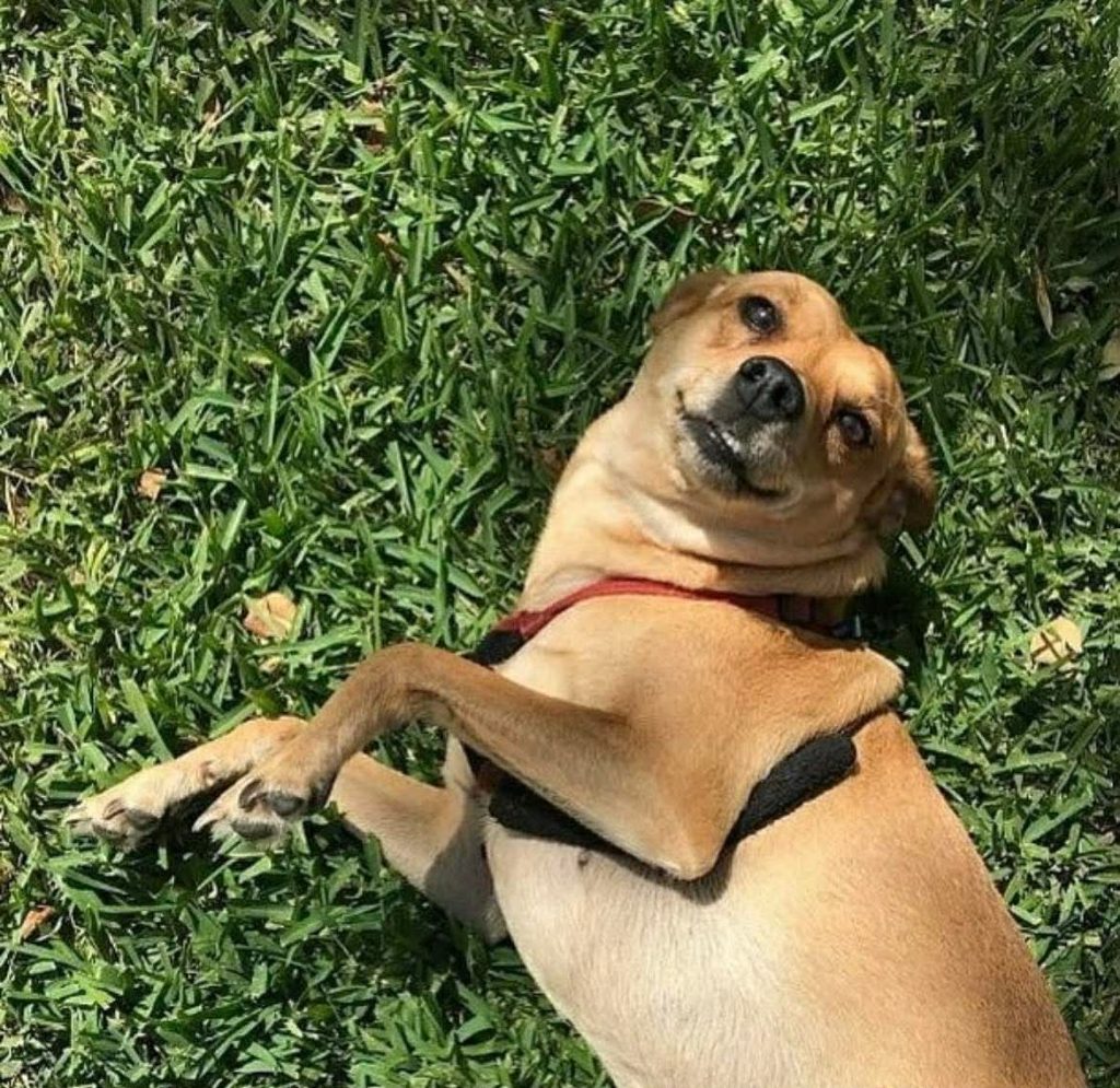 Small brown dog lying on its back in green grass, looking up with a slightly surprised expression.