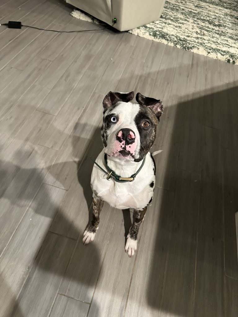 A spotted dog with one blue eye and one brown eye sits on a gray floor, gazing up at the camera.