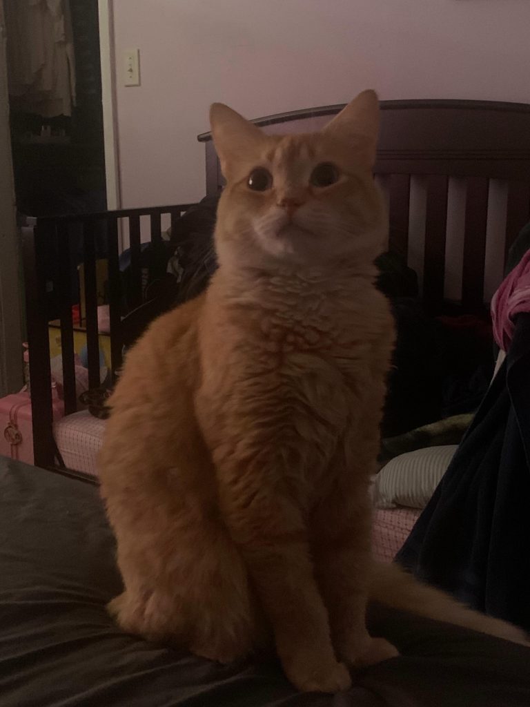 An orange cat sits upright on a bed in a dimly lit room with a crib visible in the background.